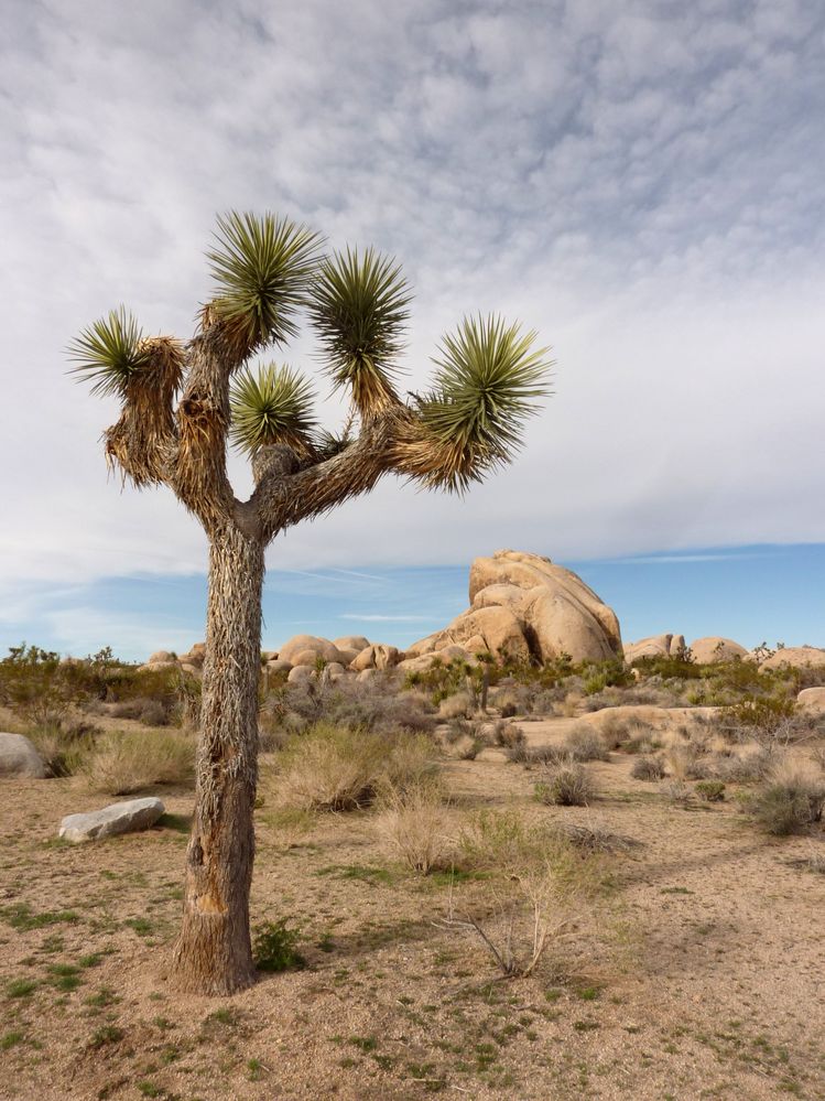joshua tree national park (12).JPG